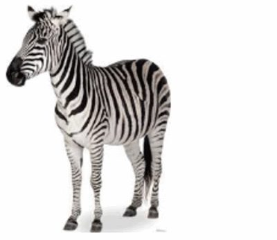 Zebra in Originalgröße bzw. Pferd